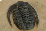 Diademaproetus Trilobite - Foum Zguid, Morocco #312717-5